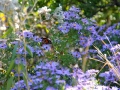 The aromatic aster (Symphyotrichum oblongifolium) in bloom at the National Garden