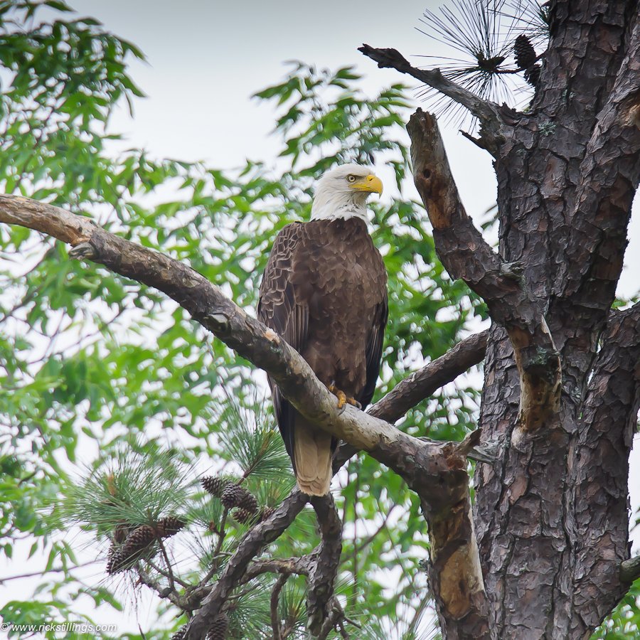 Bald eagle