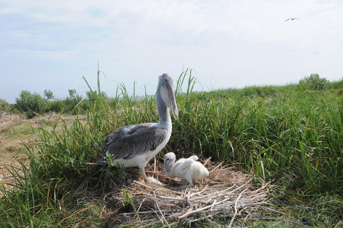 Brown pelican