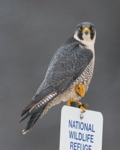 Peregrine falcon