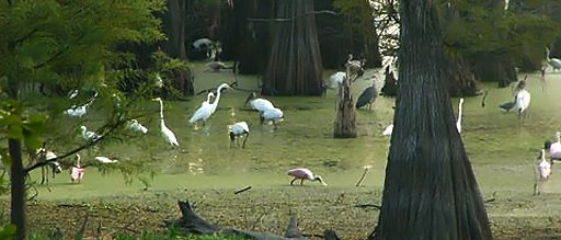 Egrets. Credit: Gary Holmes