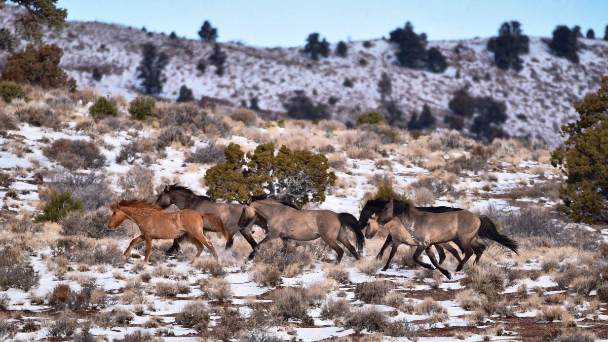 Six wild horses from the Sulphur HMA run towards the trap site during the January Sulphur Wild Horse Gather.