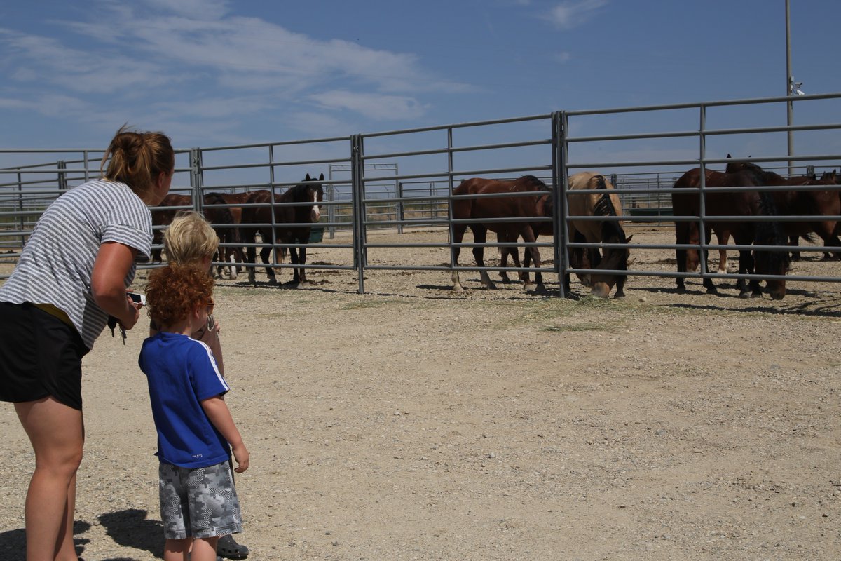 Boise District BLM Wild Horse Corrals