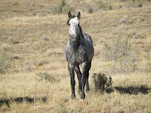 A gray horse in the Spring Creek Basin Herd Management Area.. BLM photo.