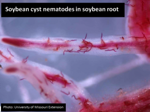 Soybean cyst nematodes in soybean root