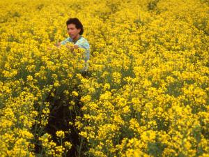 Canola is the subject of a rural economic growth project in Western Oklahoma. USDA ARS image