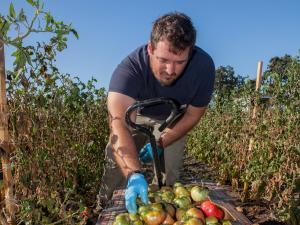 U.S. Army Veteran Matt Smiley harvests heirloom tomatoes at Jacobs Farm in Pescadero, California. (Photo courtesy of Susanna Frohman)