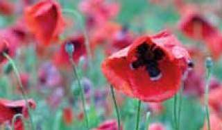 photo of opium poppies