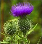 invasive-species-thistle