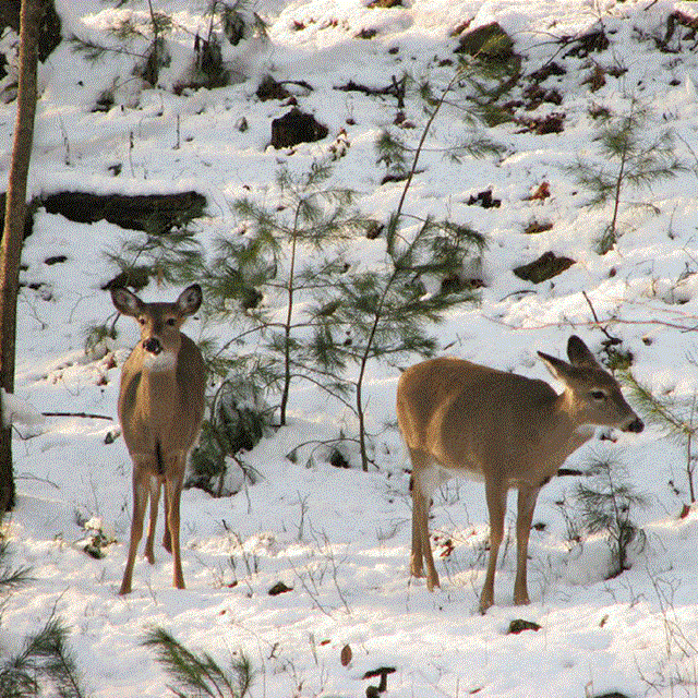 Two deer standing in the snow