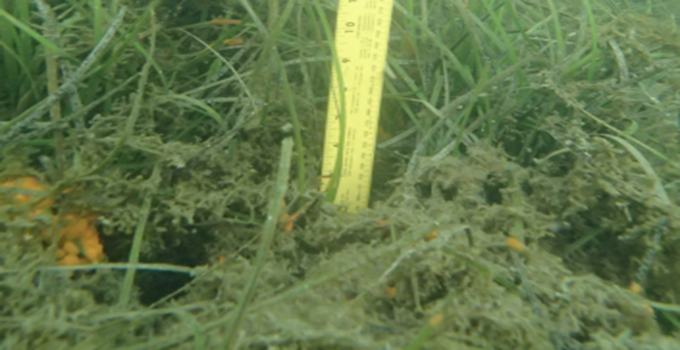 image of seagrass meadow in Chincoteague Bay