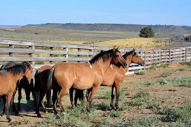 Horses from the Kiger HMA at the Burns Corral.  BLM Photo