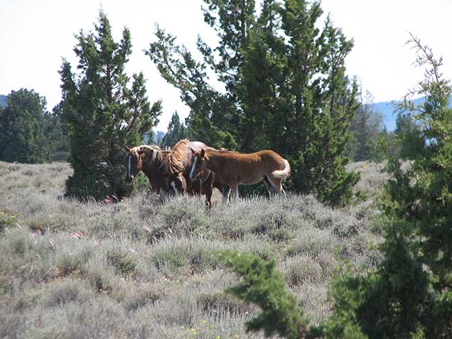 Horses from the Liggett Table HMA on the range.. BLM photo.