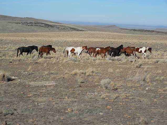 Horses from the Warm Springs HMA on the range.  BLM photo.