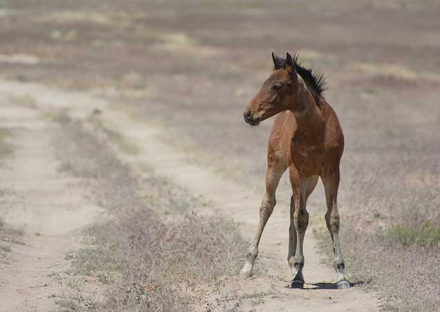 Horses on Cedar Mountain HMA in June, 2016.  Photo by Hannah Cowan 