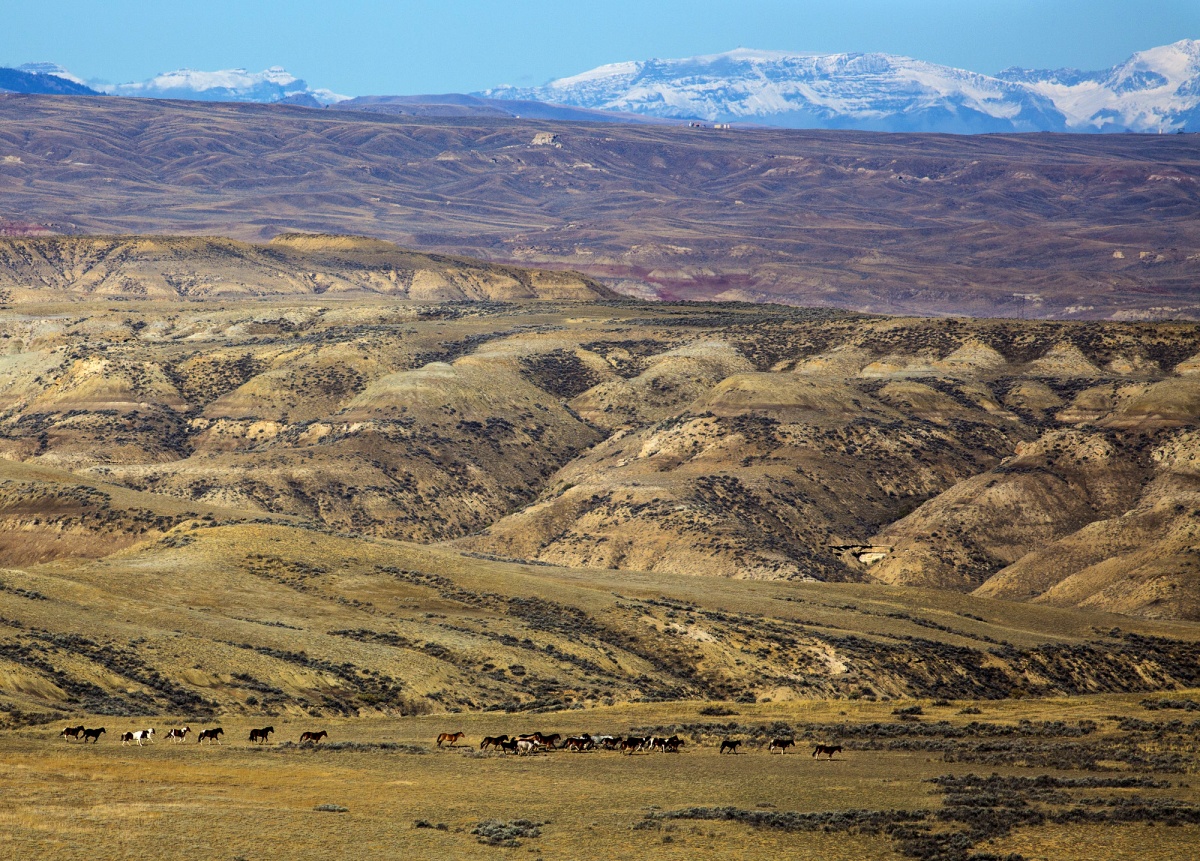 Large group of wild horses in the Fifteenmile HMA.