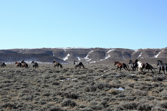 Wild Horse Herd Management Areas