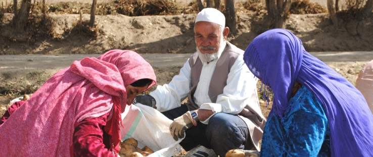 Women from a local potato cooperative harvest potatoes in Bamyan province as unidentified man looks on.