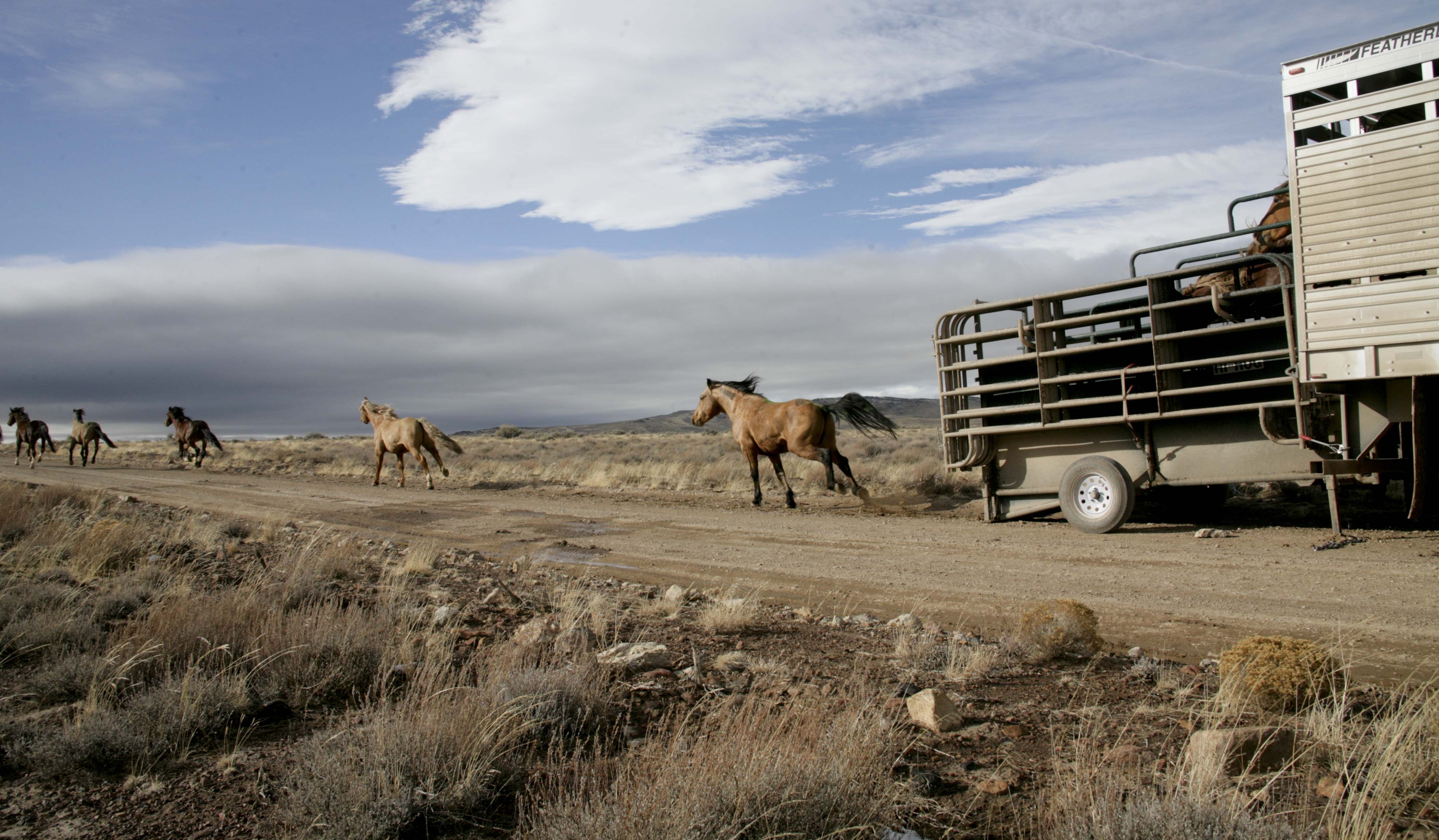 Horses released from trailer at Fox Hog HMA