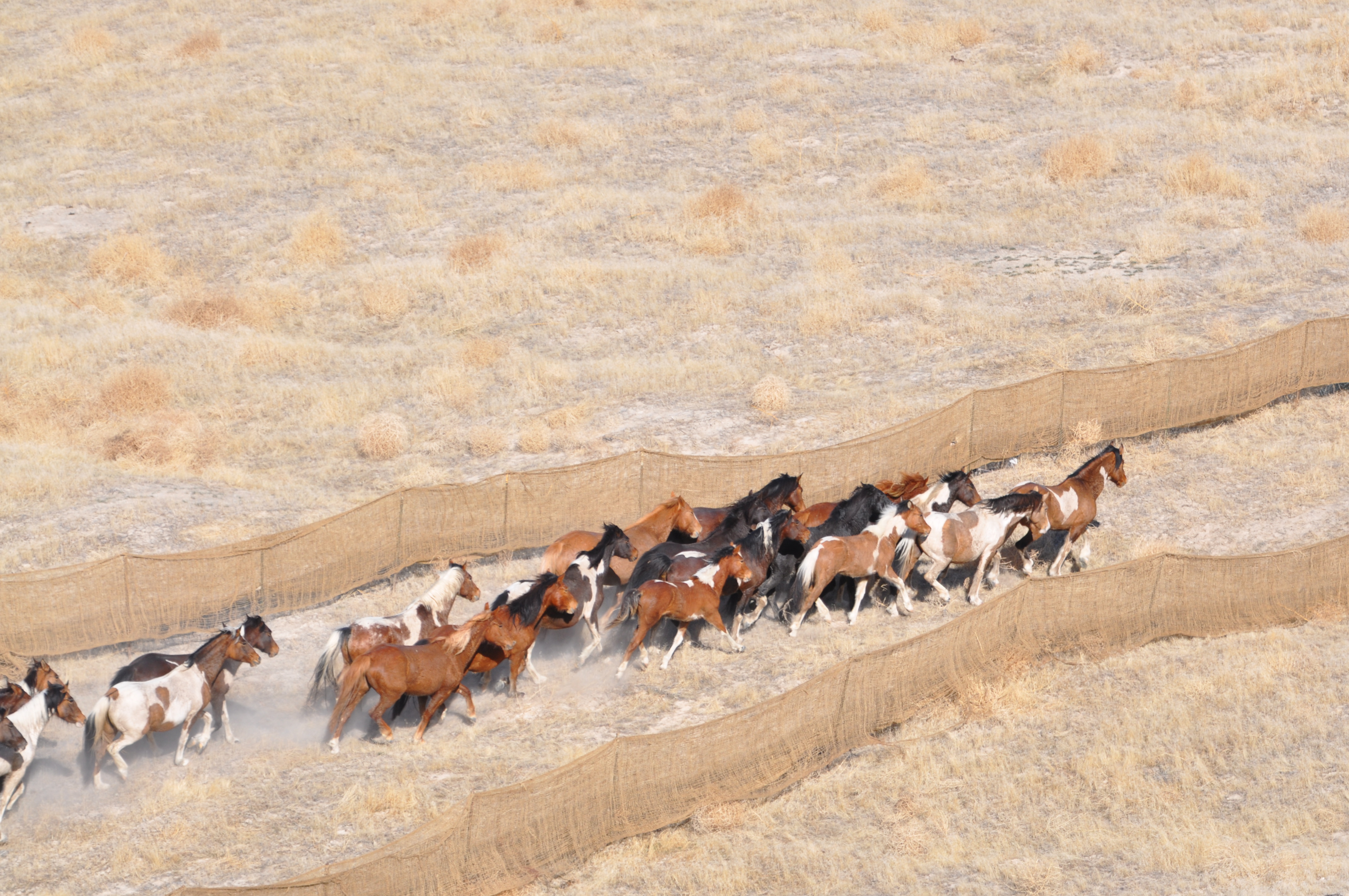 Horses running into trap in Cedar Mountain 2012 gather. 