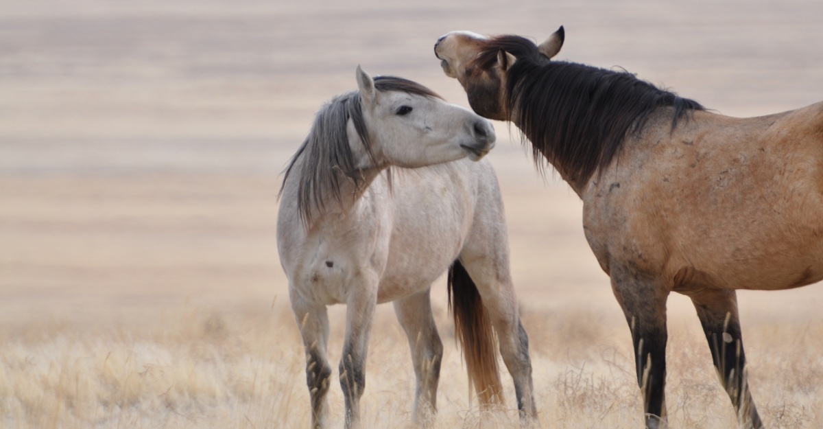 Two horses graze in an open pasture. BLM photo.