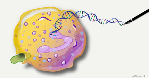 Neutrophil being edited with CRISPR/Cas9