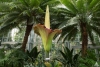 Titan arum in bloom at the U.S. Botanic Garden