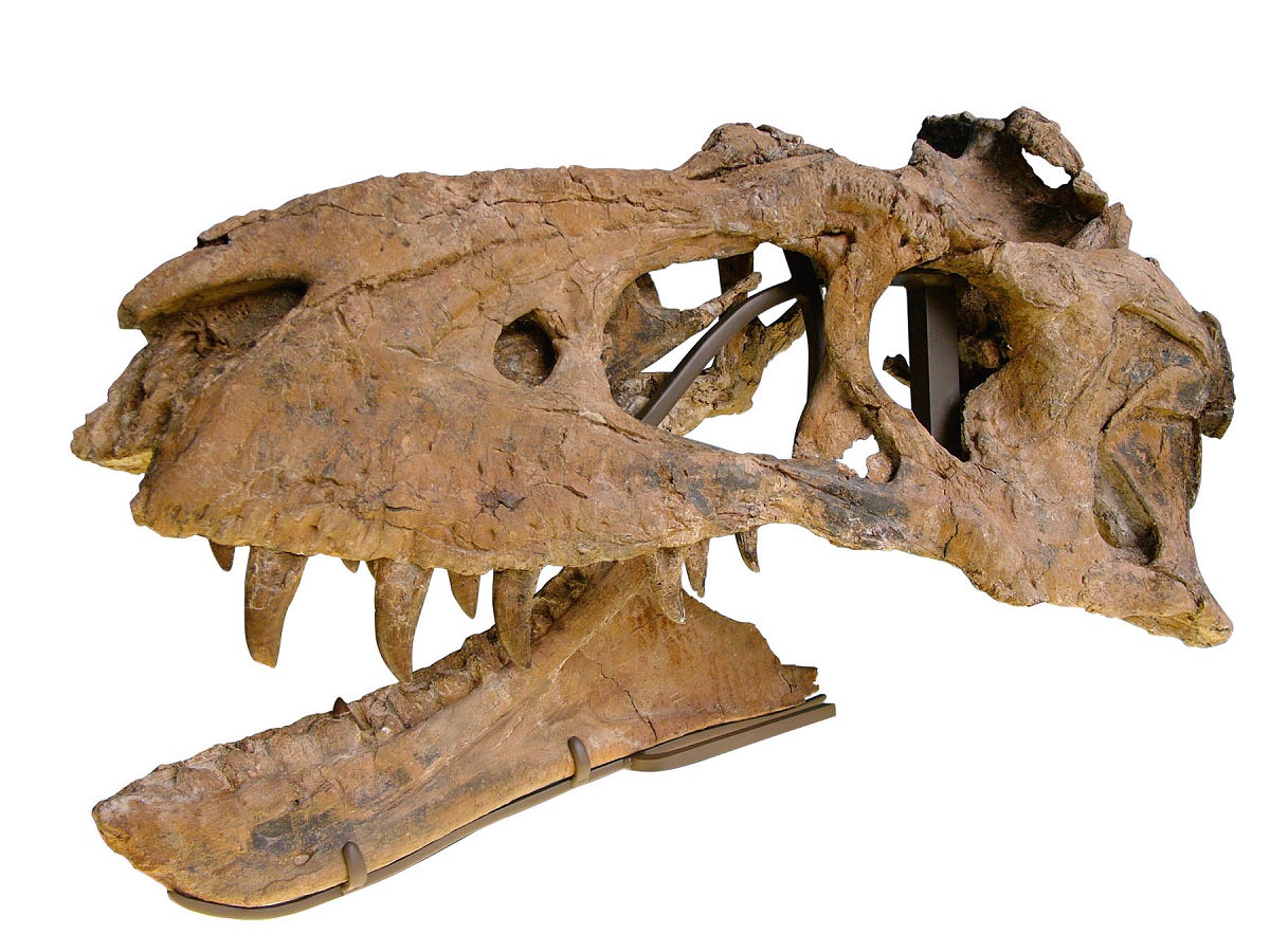 The skull of the Bisti Beast