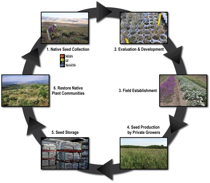 Plant material development process visual.