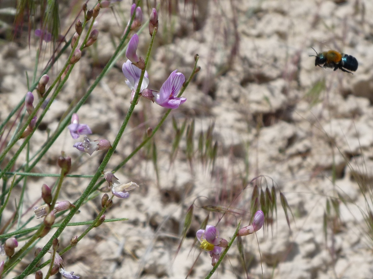 A bee flies to a light purple flower on a plant.