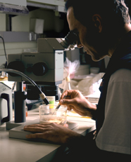 Researcher examines sand fly larvae. Credit: NIAID