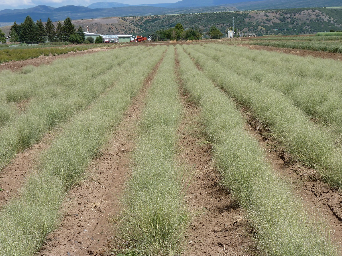 Rows of Indian ricegrass in a field.