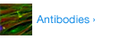 Antibodies