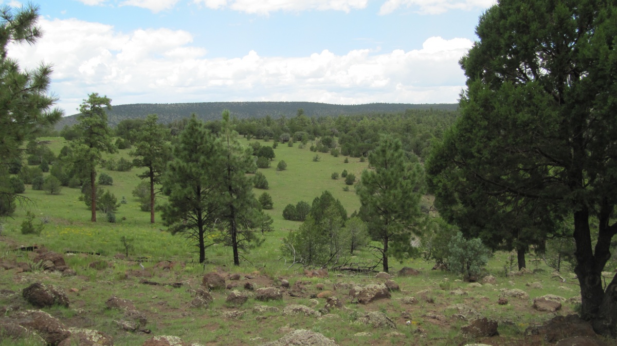 Pine trees and green fields along the Continental Divide Trail	 by Kevin Carson