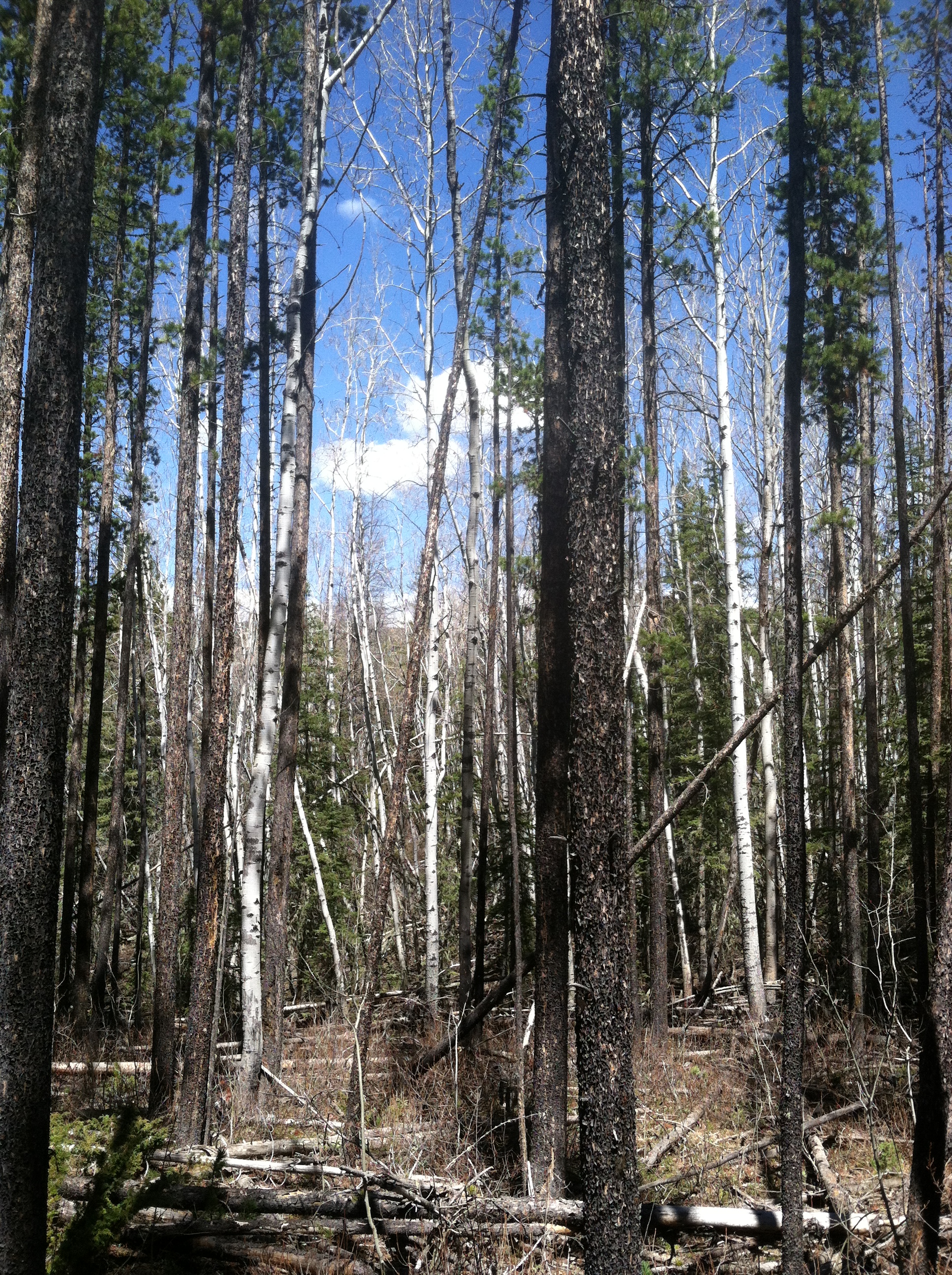Aspen Stand with Conifer Encroachment in the North Fork Project Area