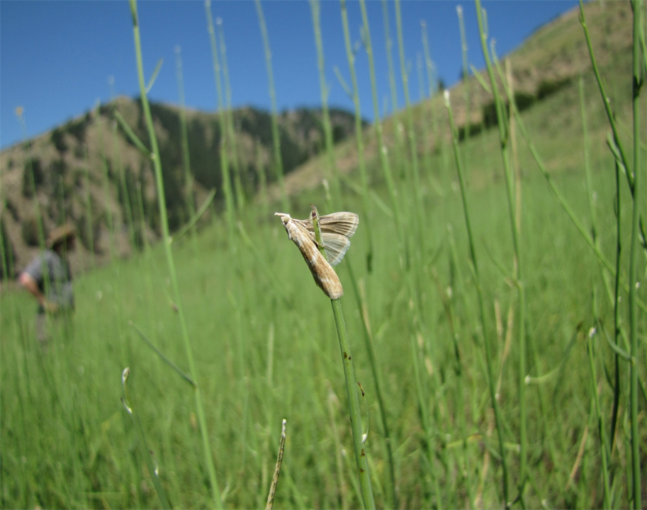 root moth