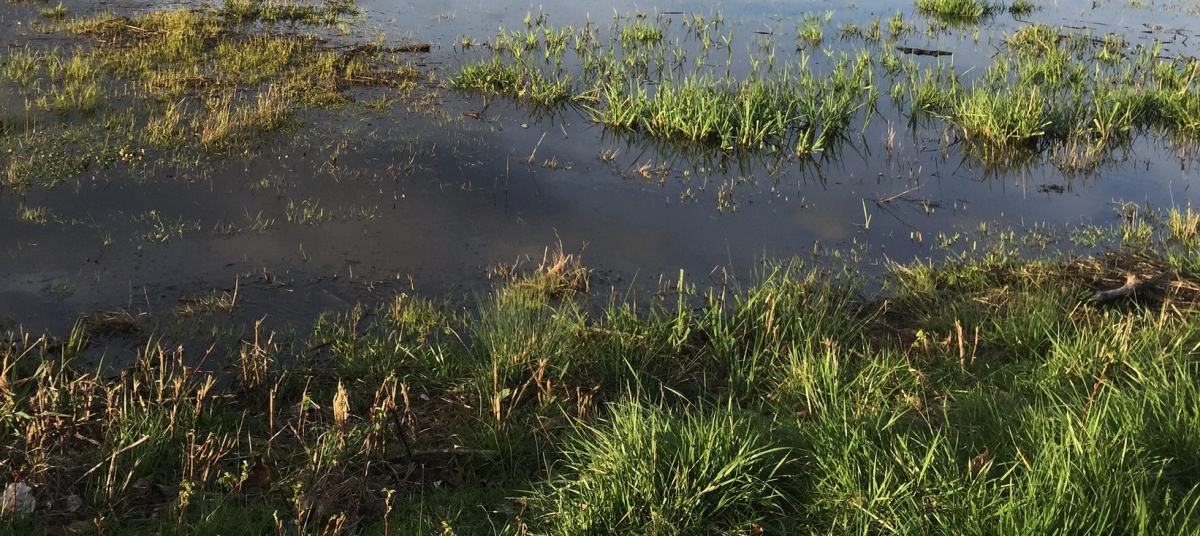 Close up of pond at West Euguene Wetlands in Oregon. BLM Oregon photo.