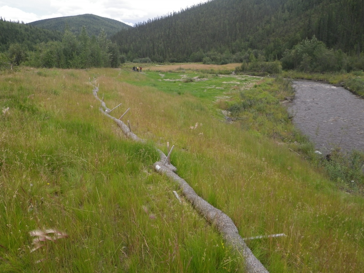 Restoration and revegetation of the banks of Jack Wade Creek. BLM photo.