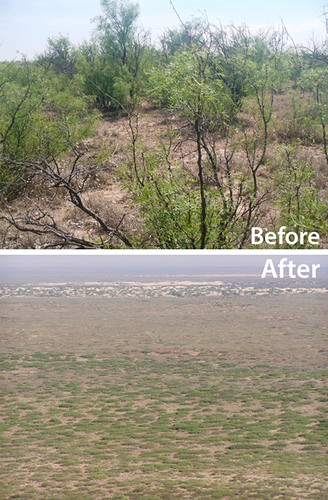 Before and after photo of mesquite