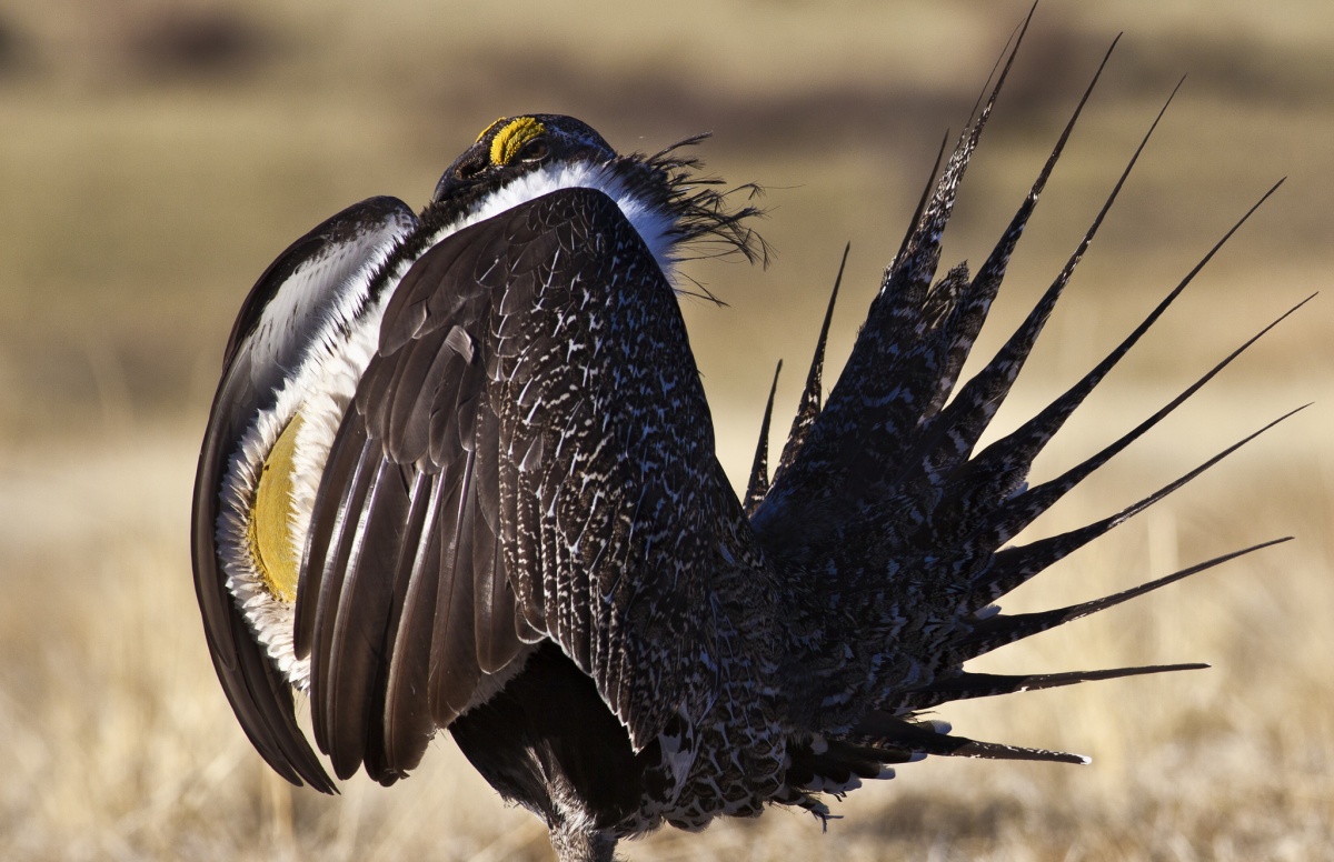 A photo of a Greater Sage-Grouse. Photo by Bob Wick, BLM.