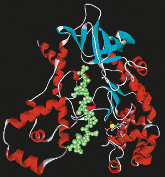 Figure 7 shows a synthesized Botulinum toxin serotype, which is a potential inhibitor of inhalation anthrax.