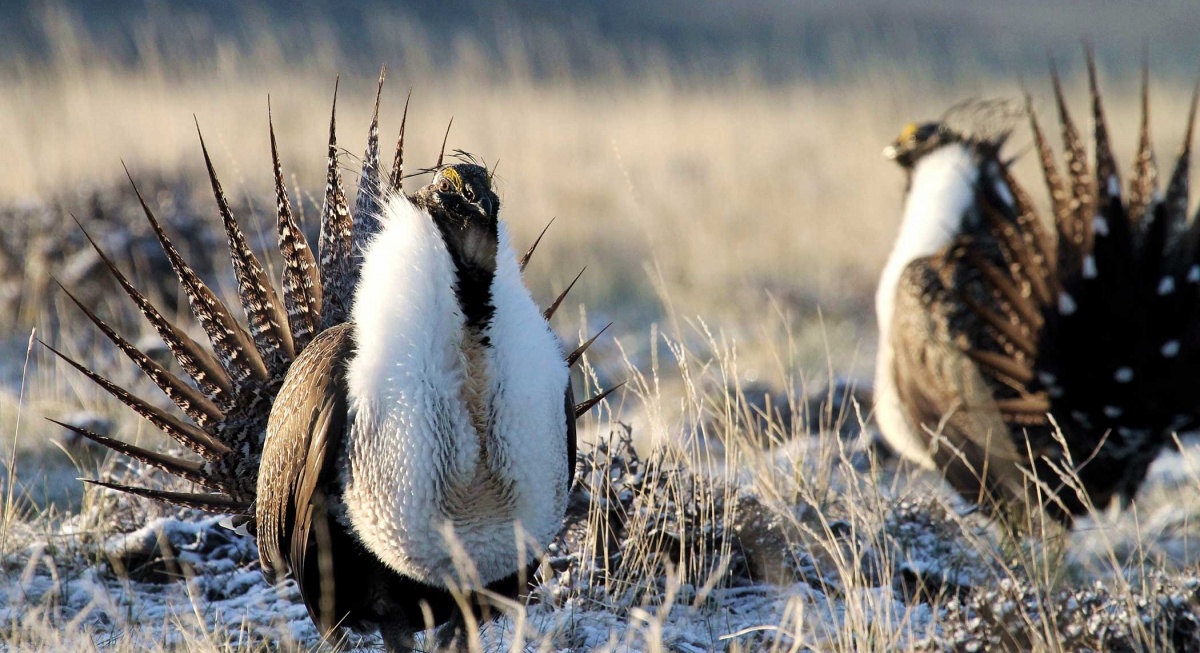 Two male sage-grouse on a lek in Dry Basin in Wyoming. Photo by Mark Thonhoff