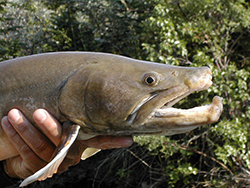 bulltrout 