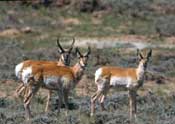 Pronghorns.