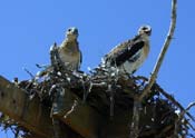 Swainson's hawks on nest.