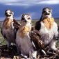 Morley Nelson Snake River Birds Of Prey National Conservation Area