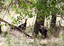 wild turkeys on Santa Ana Pueblo