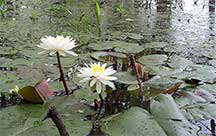 lilly pads at Trinity River