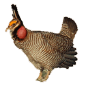 Lesser Prairie Chicken. Credit: Greg Kramos/USFWS