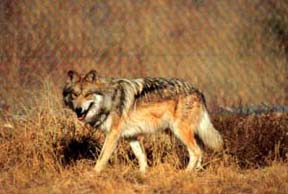 Photo of Mexican gray wolf